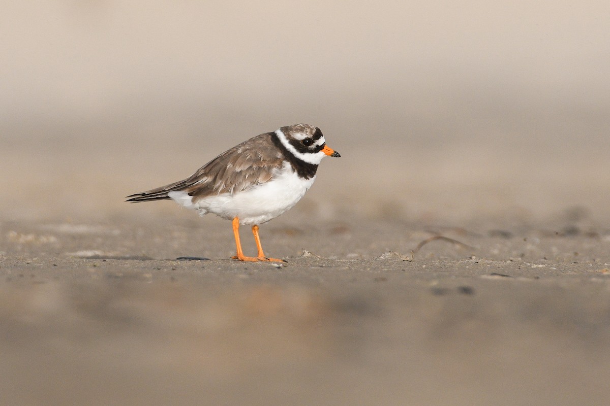 Common Ringed Plover - ML597547621