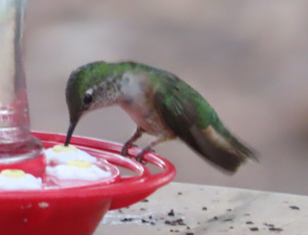 Broad-tailed Hummingbird - ML597549551