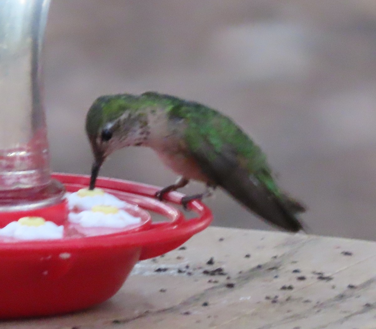 Broad-tailed Hummingbird - ML597549561
