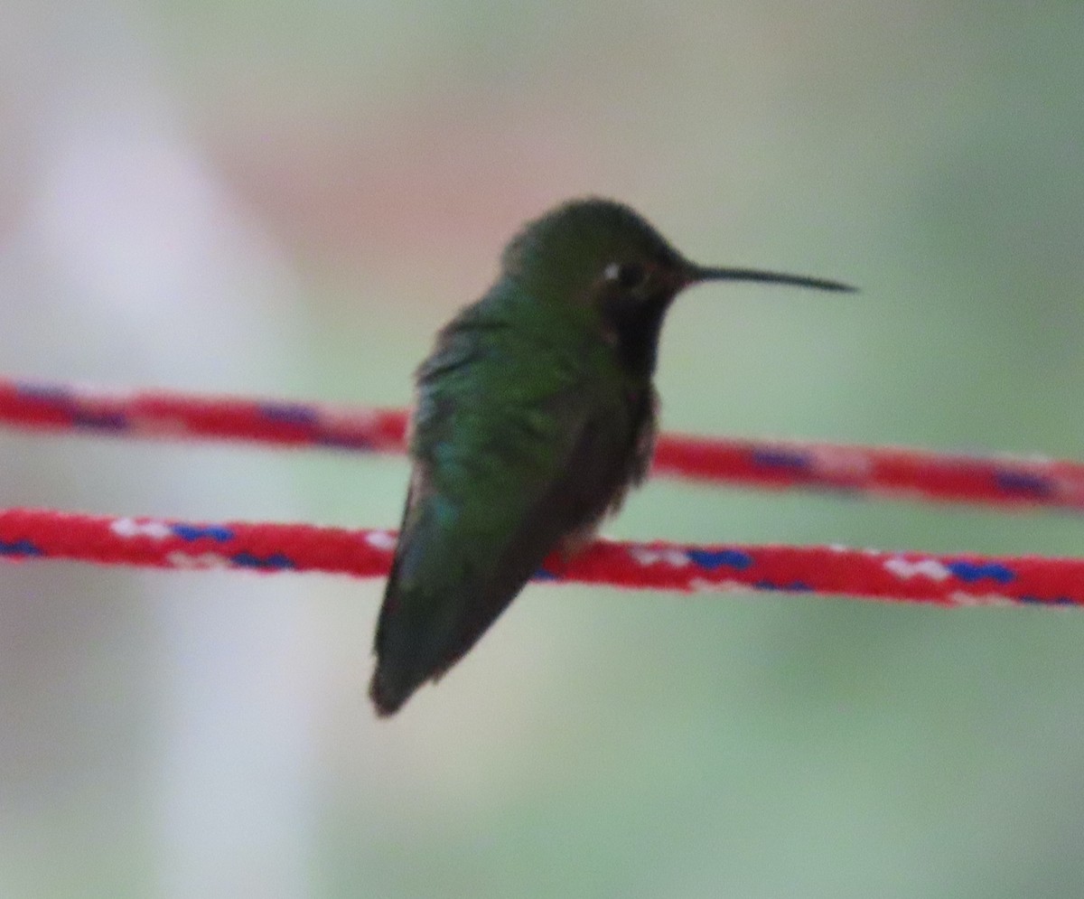 Broad-tailed Hummingbird - ML597549571