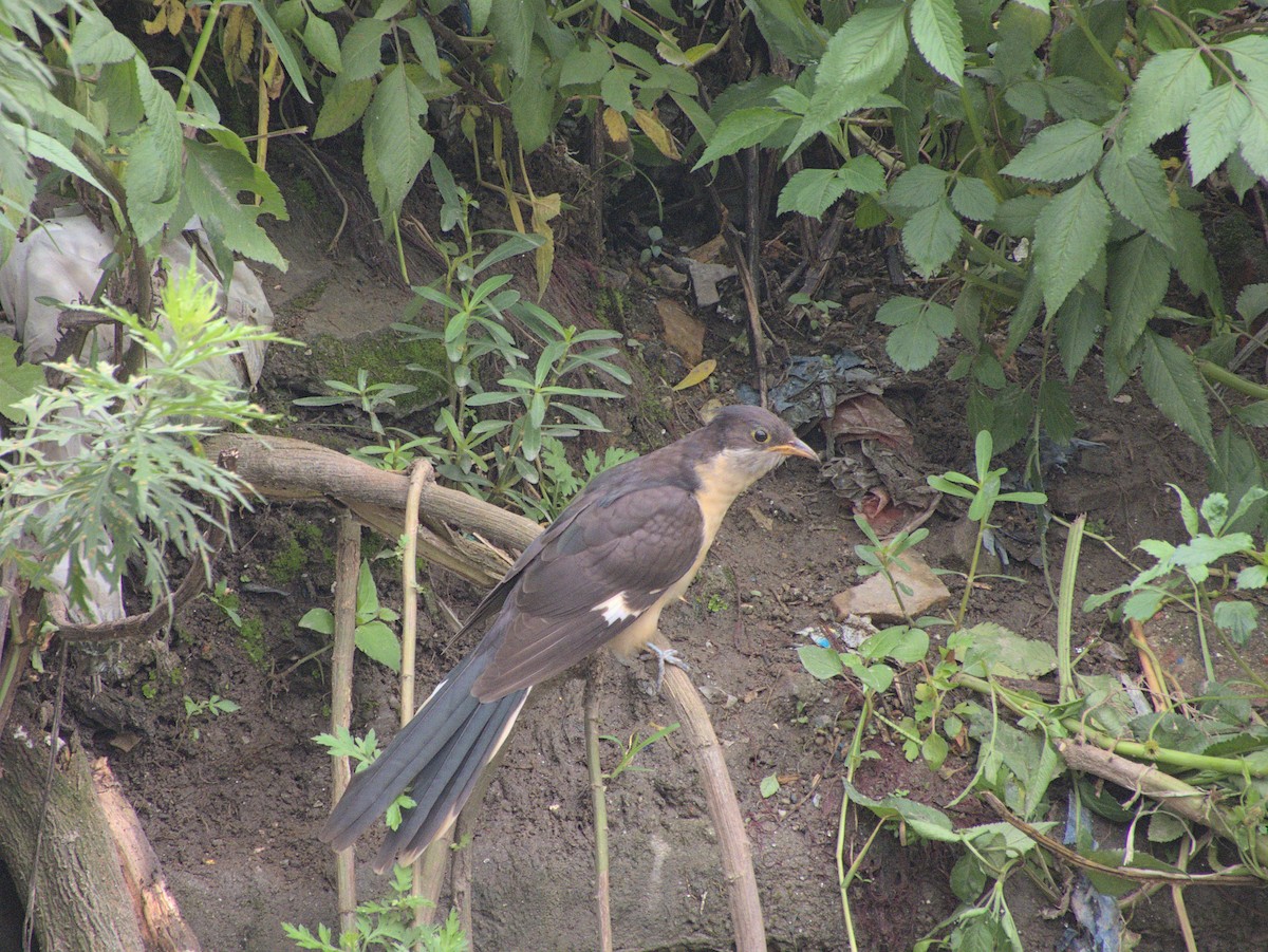 Ebird Checklist Jul Bishnumati River At Balaju Species