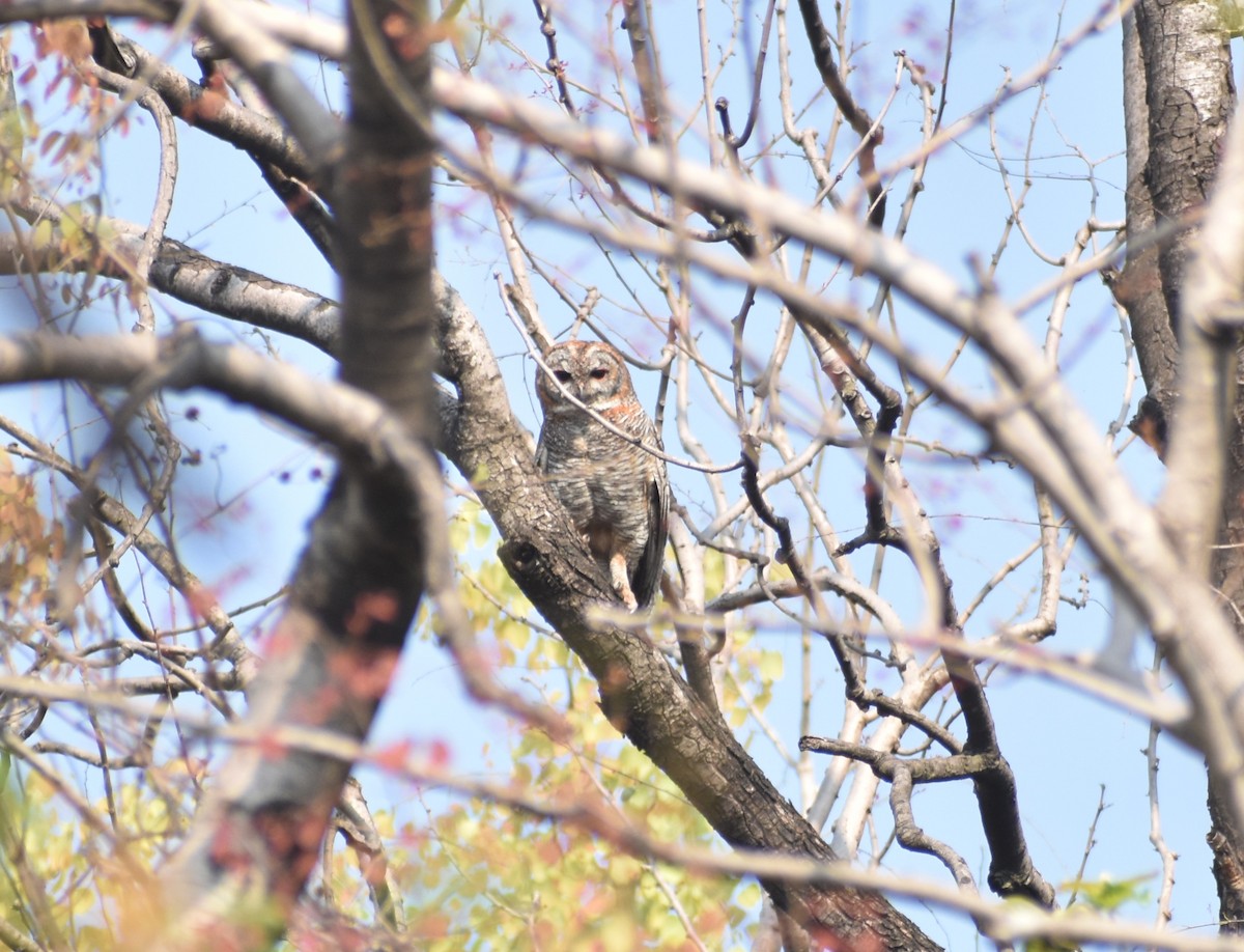 Mottled Wood-Owl - Laxminarayan Sonawane