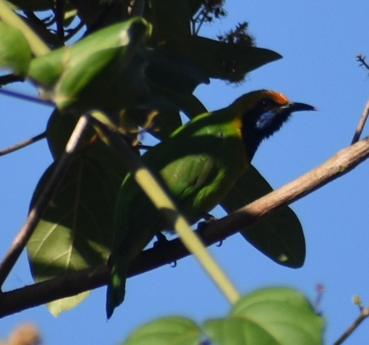 Golden-fronted Leafbird - Laxminarayan Sonawane