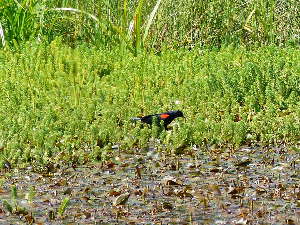 Red-winged Blackbird (California Bicolored) - ML59755141