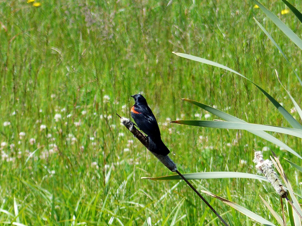 Red-winged Blackbird (California Bicolored) - ML59755151