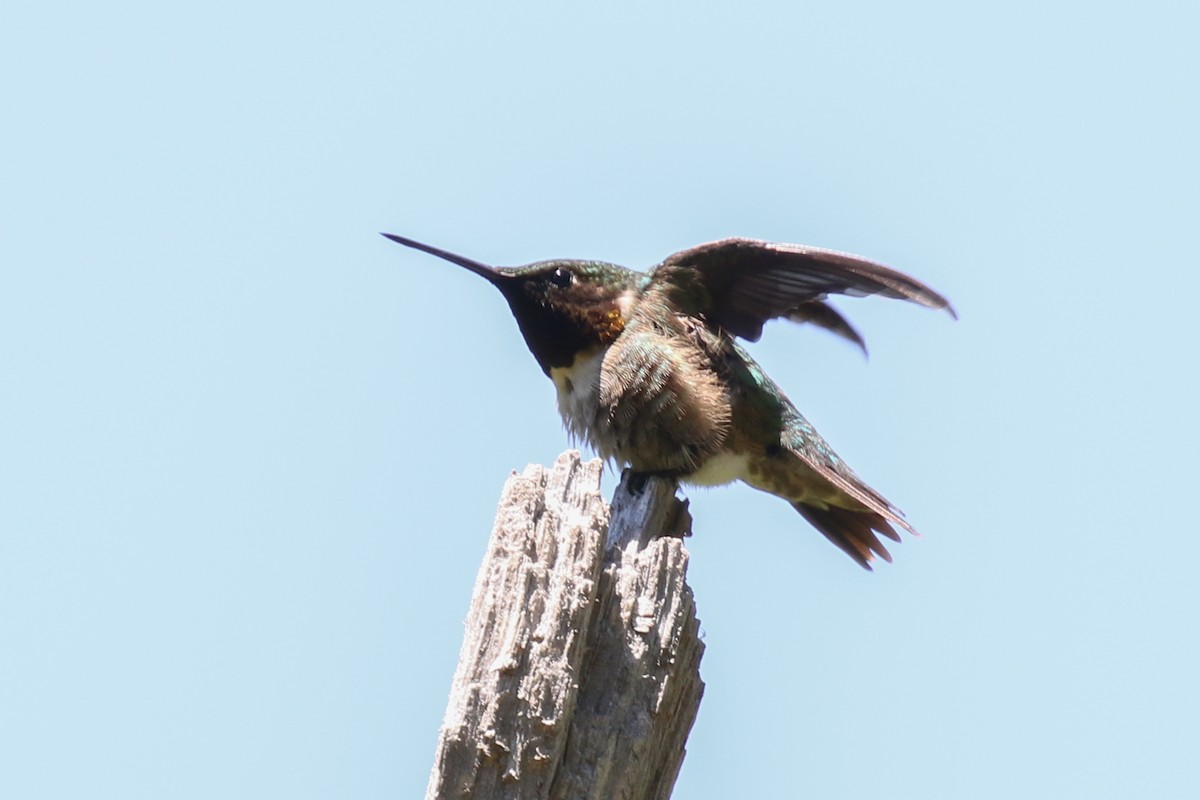 Ruby-throated Hummingbird - Paul Jacyk