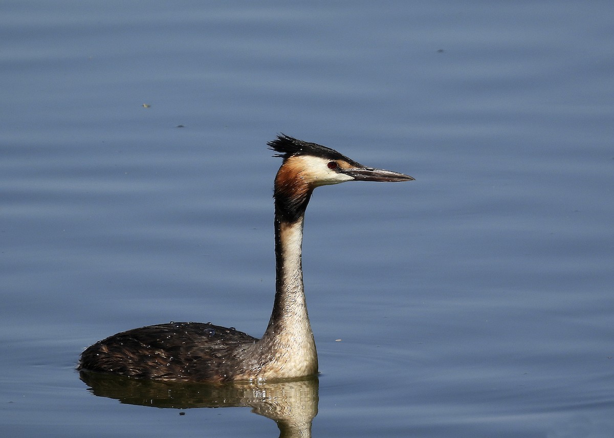 Great Crested Grebe - ML597554701