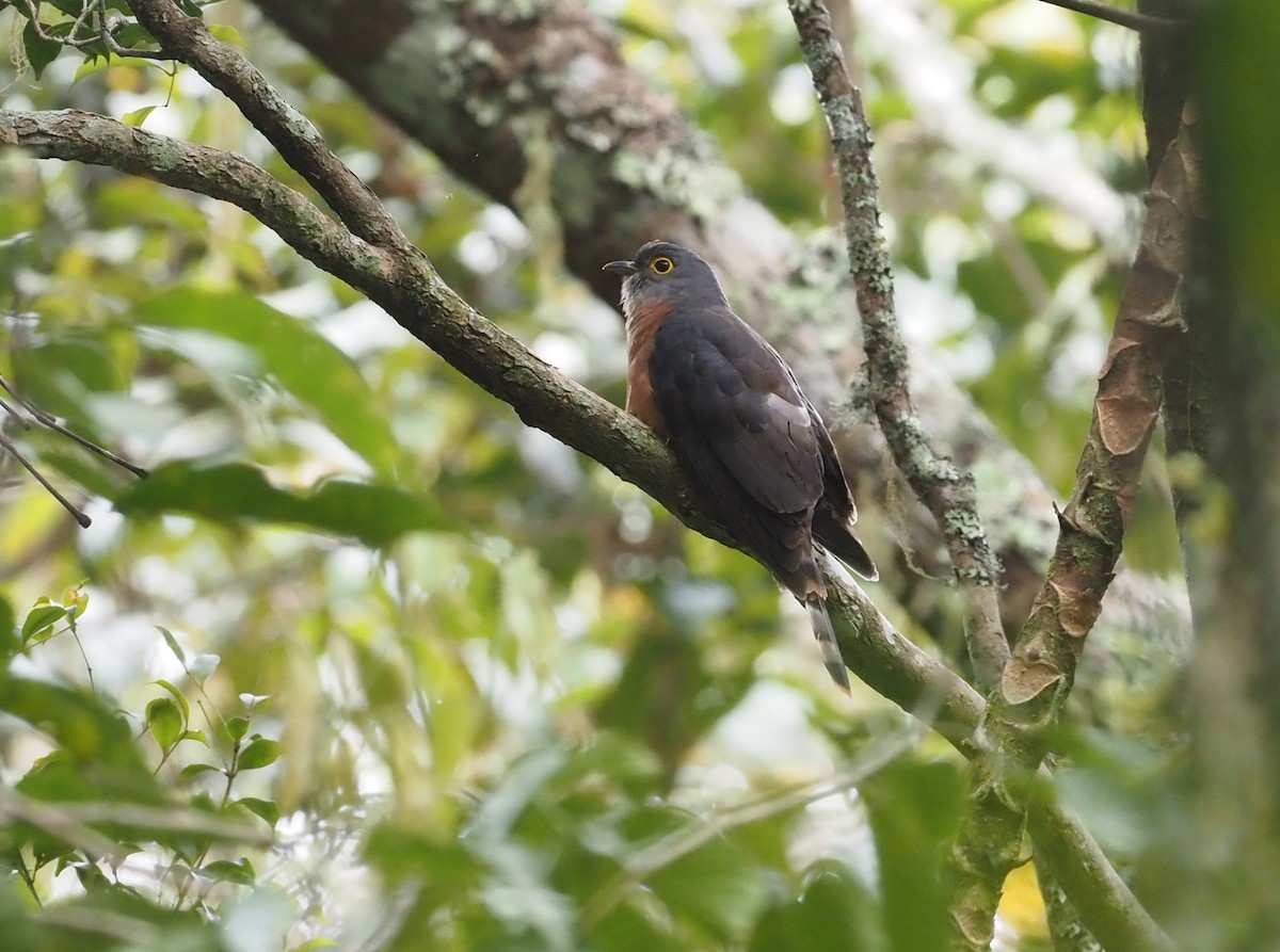 Philippine Hawk-Cuckoo - ML597556501