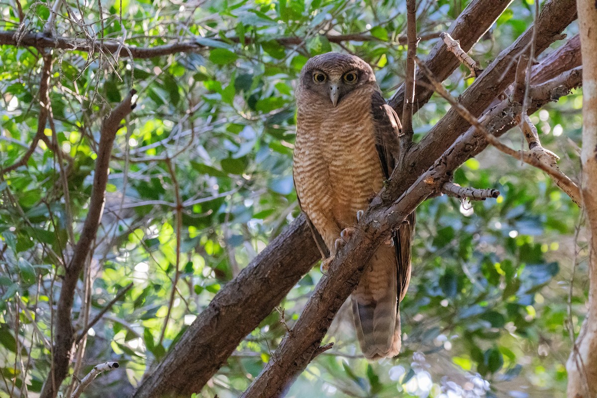 Rufous Owl - Bryn Pickering