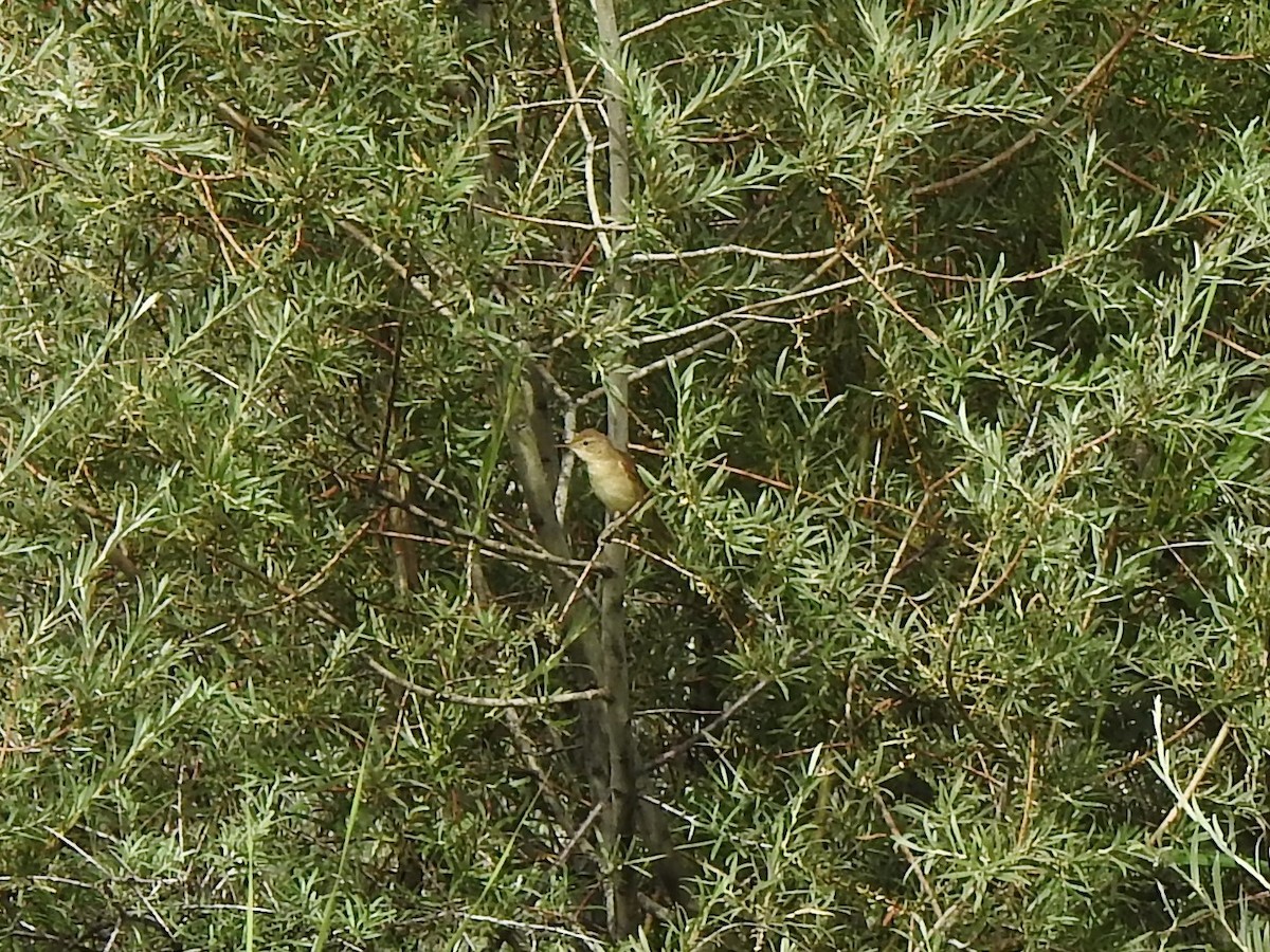 Large-billed Reed Warbler - ML597570251