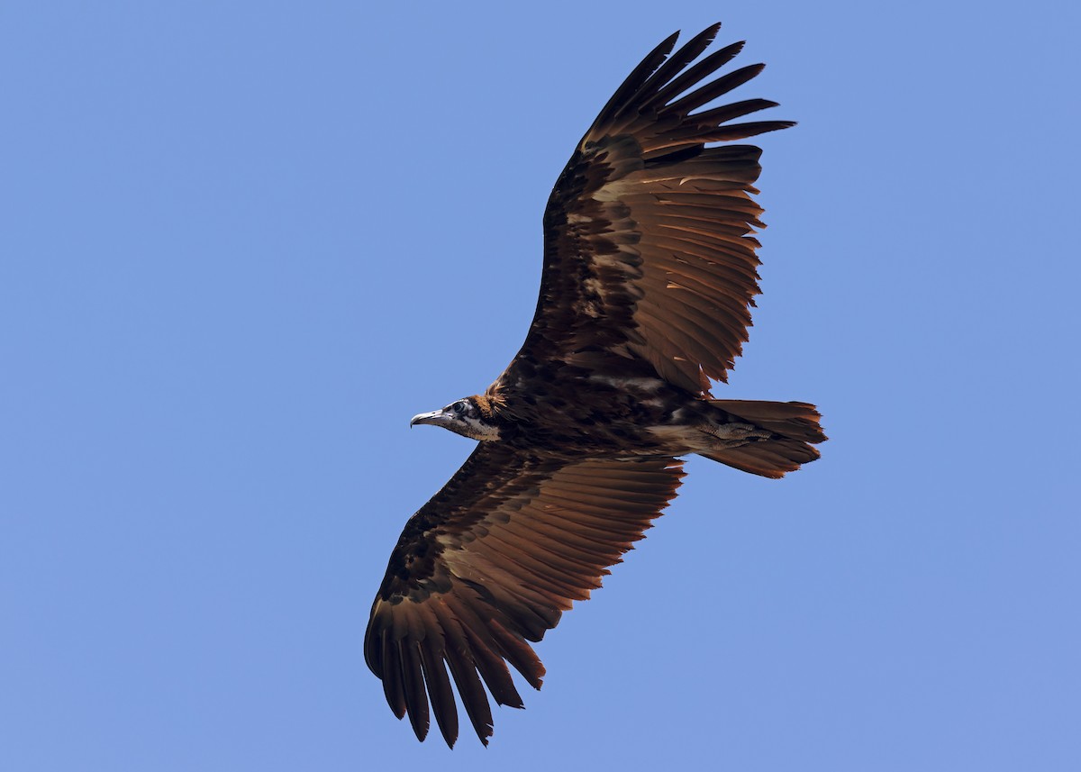 Hooded Vulture - Ayuwat Jearwattanakanok