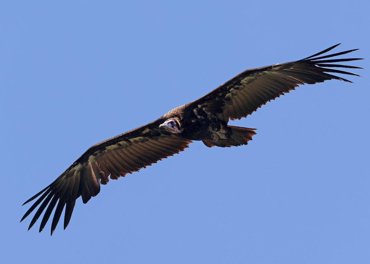 Hooded Vulture - ML597572901