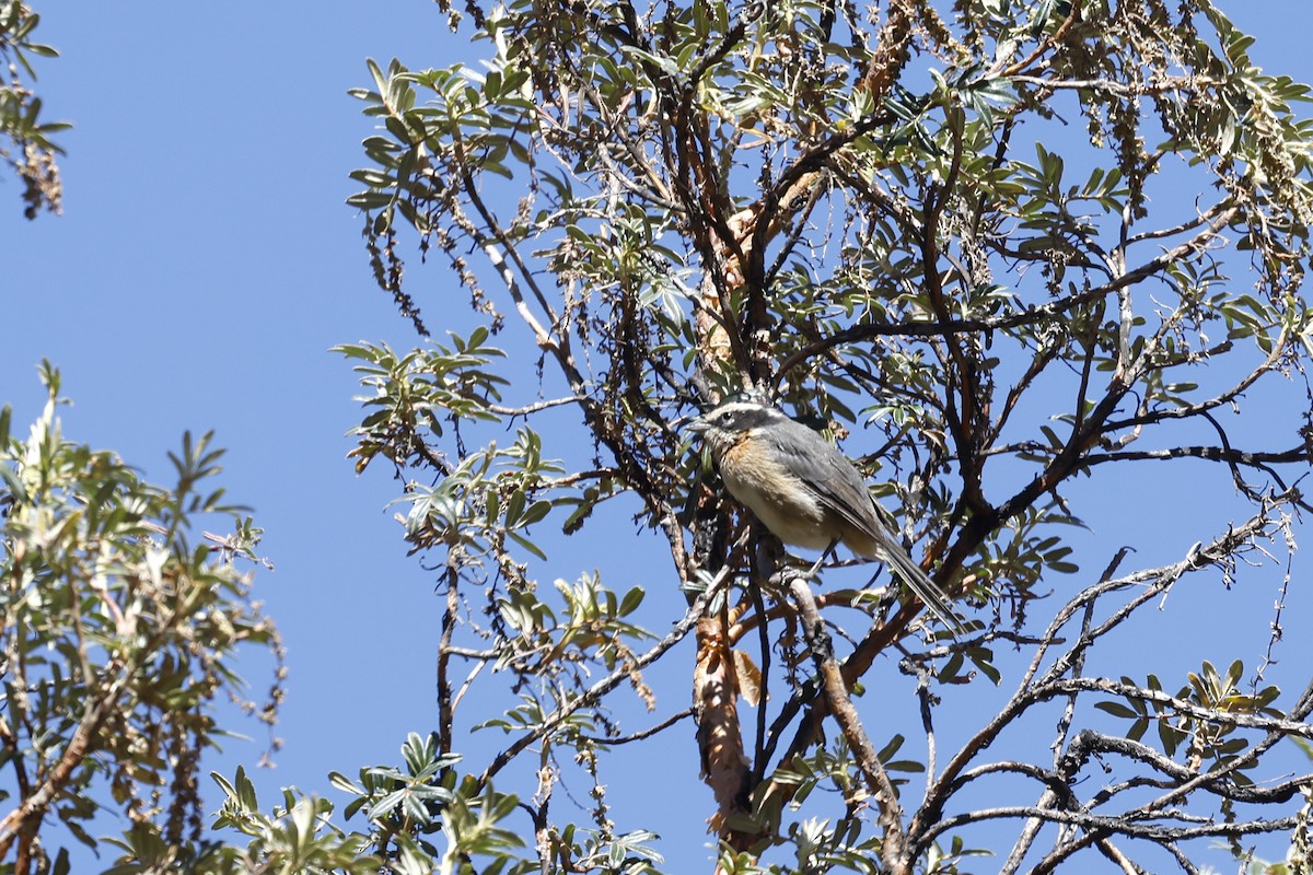 Plain-tailed Warbling Finch - ML597573151