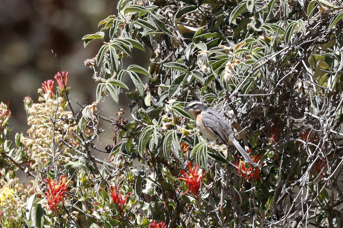 Plain-tailed Warbling Finch - Daniel Branch
