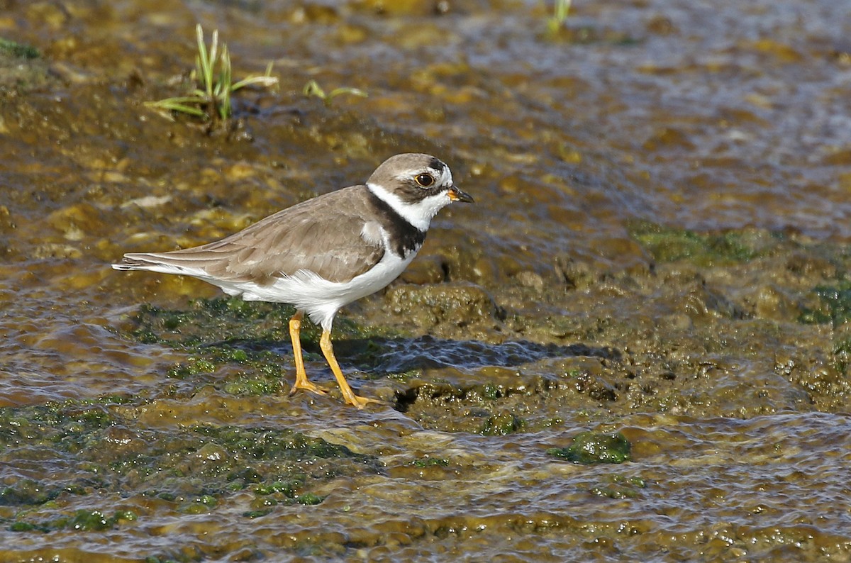 Semipalmated Plover - ML597574251