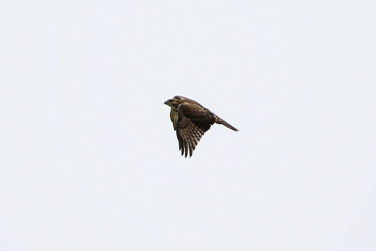Red-tailed Hawk - ML597576941