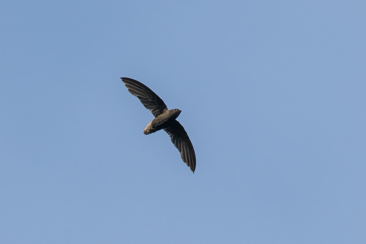 Short-tailed Swift - ML597579411