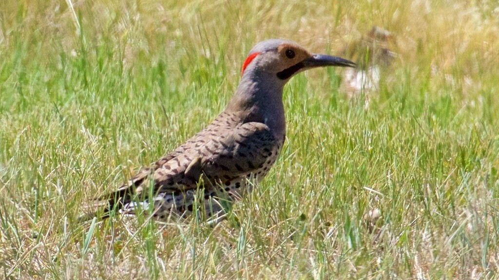 Northern Flicker (Yellow-shafted) - Ed Harper