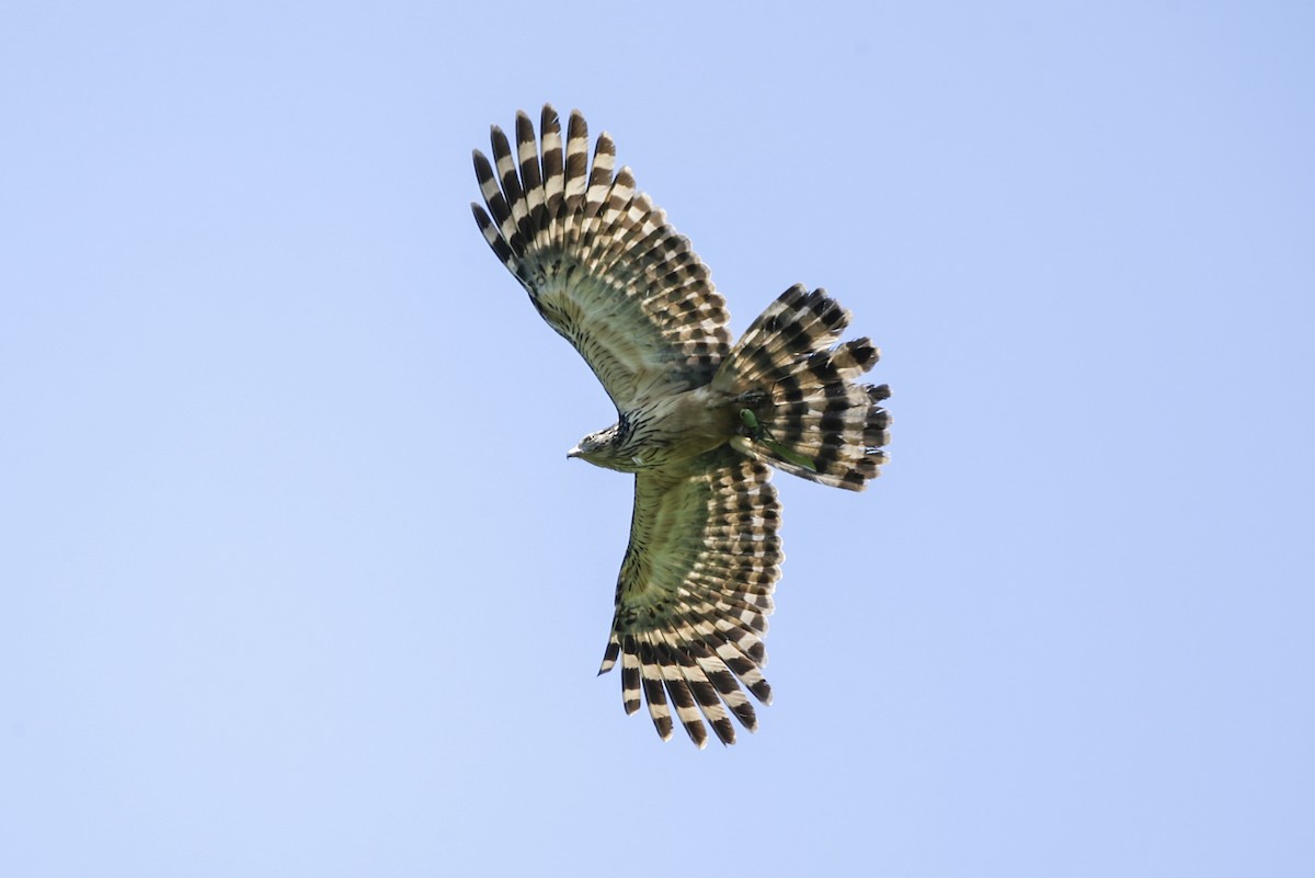 Long-tailed Honey-buzzard - Mathieu Bally