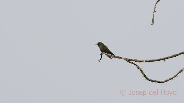 kolibřík dřišťálový (ssp. tyrianthina/quitensis) - ML597580781