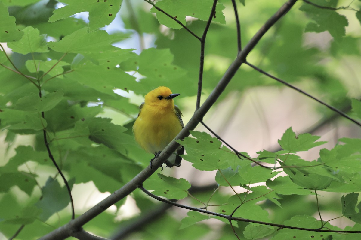 Prothonotary Warbler - ML597581191