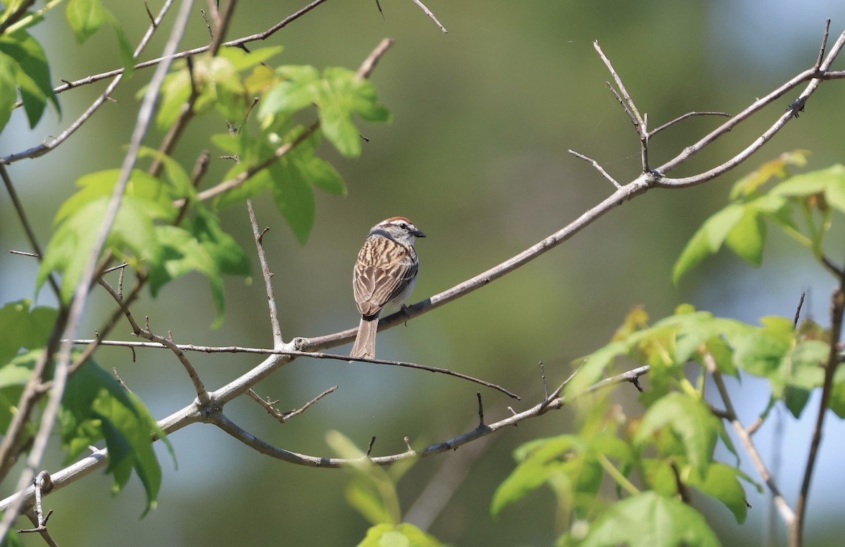 Chipping Sparrow - ML597581411