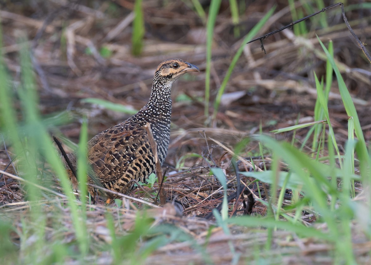Chinese Francolin - ML597582281
