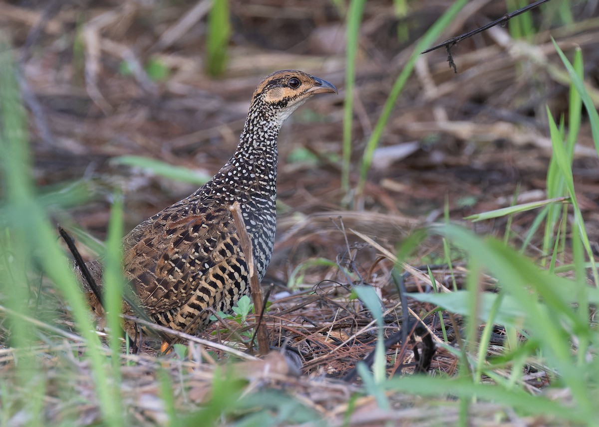 Chinese Francolin - ML597582291