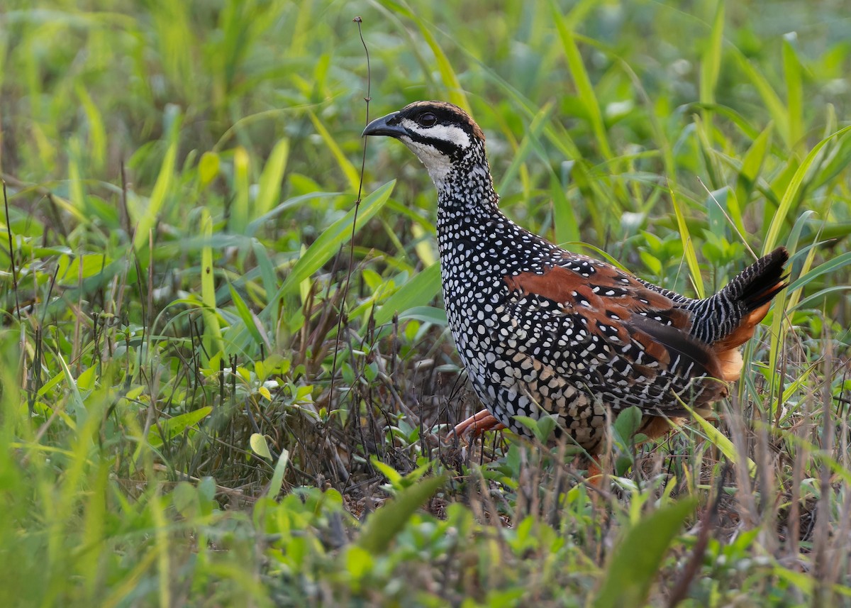 Chinese Francolin - ML597582301
