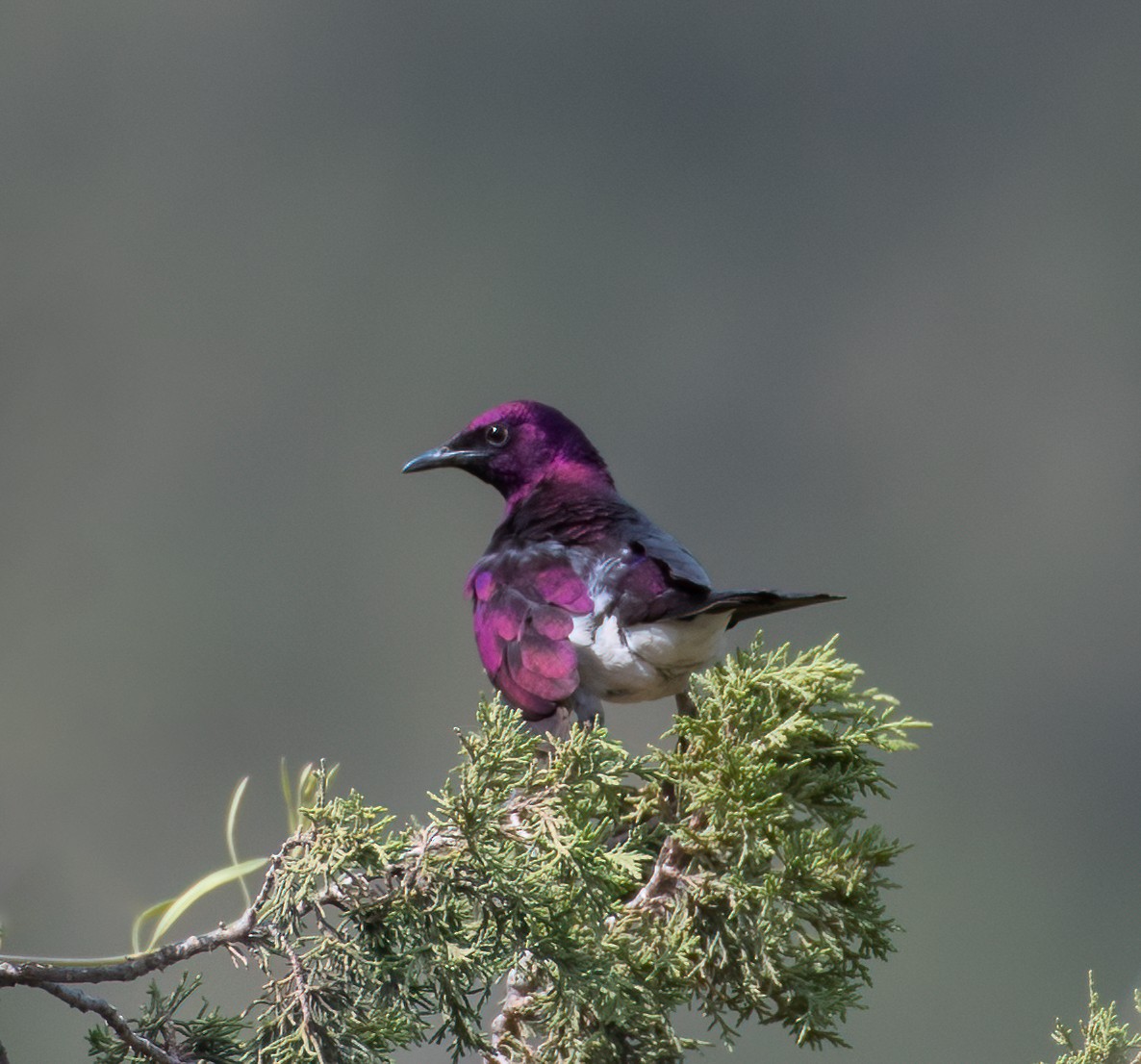 Violet-backed Starling - ML597585111