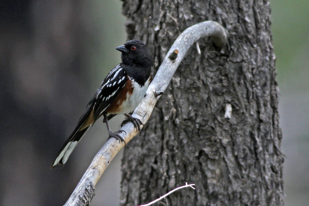 Spotted Towhee - ML59758621