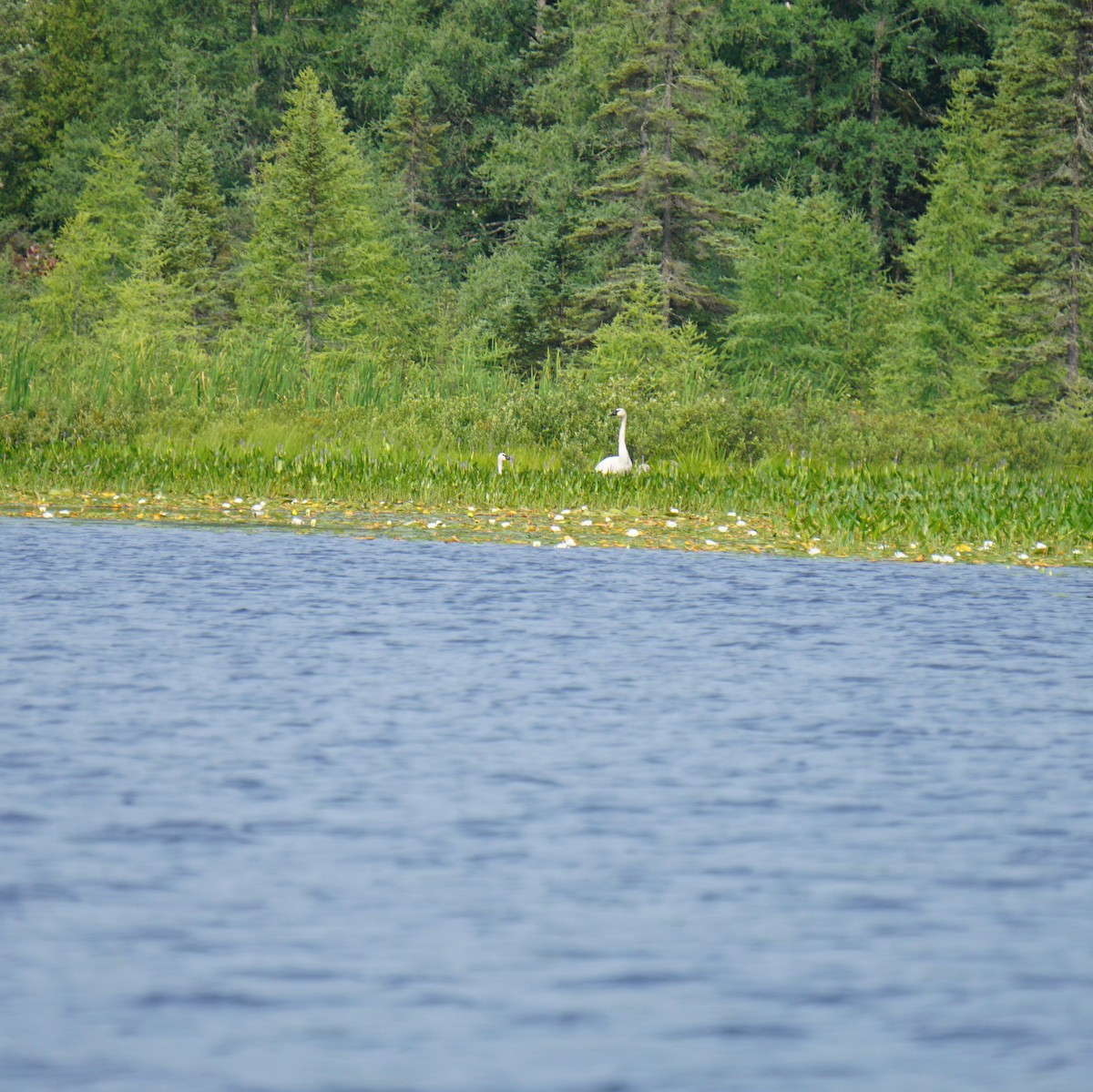 eBird Checklist - 26 Jul 2023 - Rainbow Lake, Presque Isle, Wisconsin ...