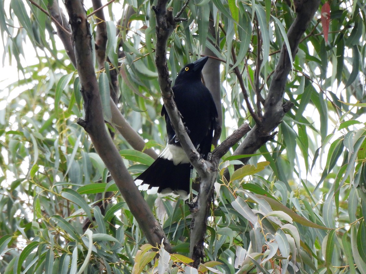 Pied Currawong - ML597587431