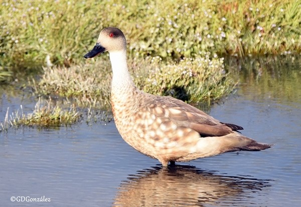 Crested Duck - ML597589431