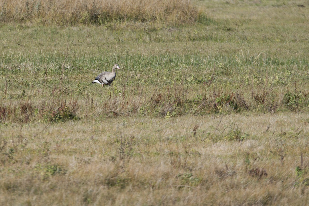 Greater White-fronted Goose - ML597590301