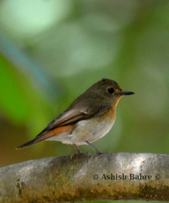 Blue-throated Flycatcher - Ashish Babre
