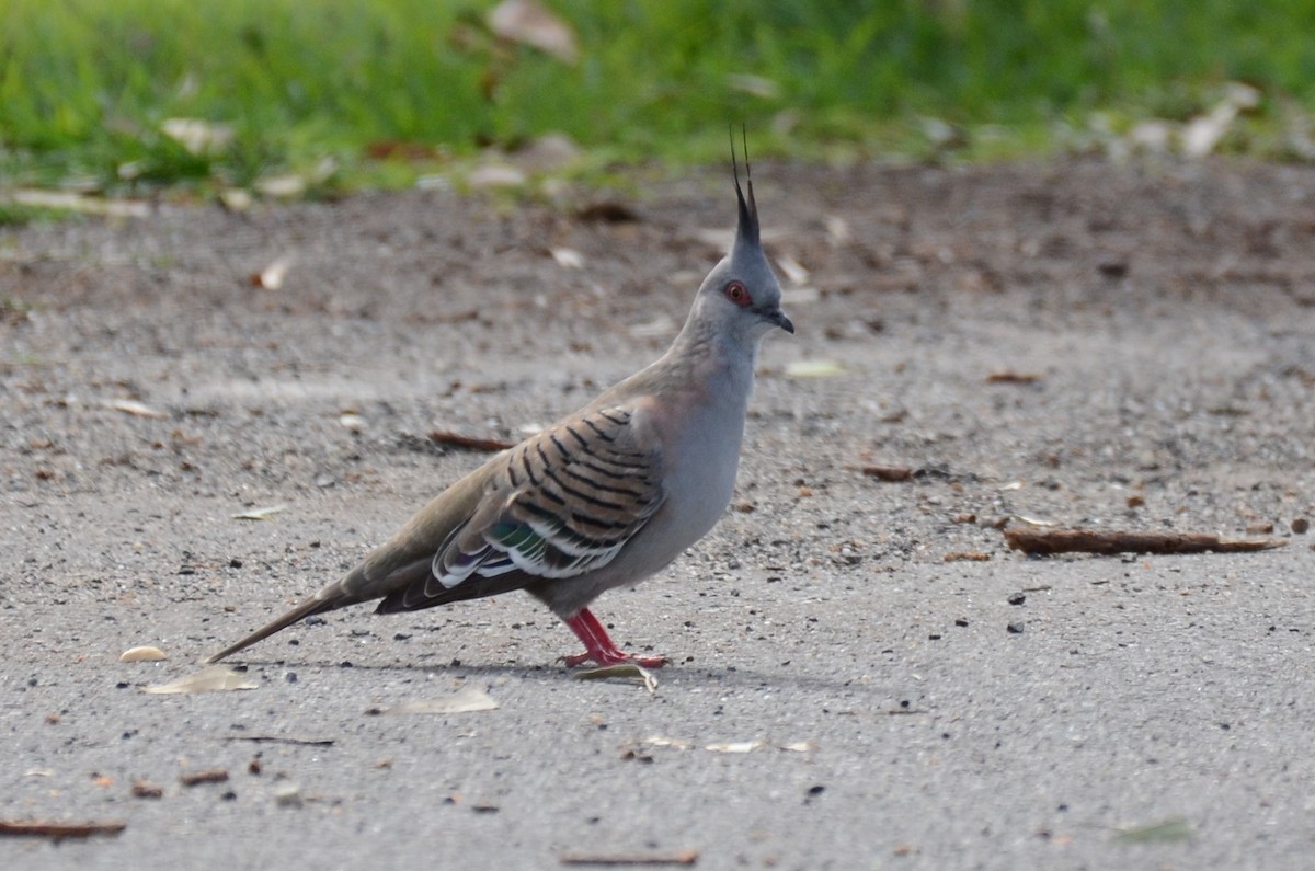 Crested Pigeon - Stephen Haase