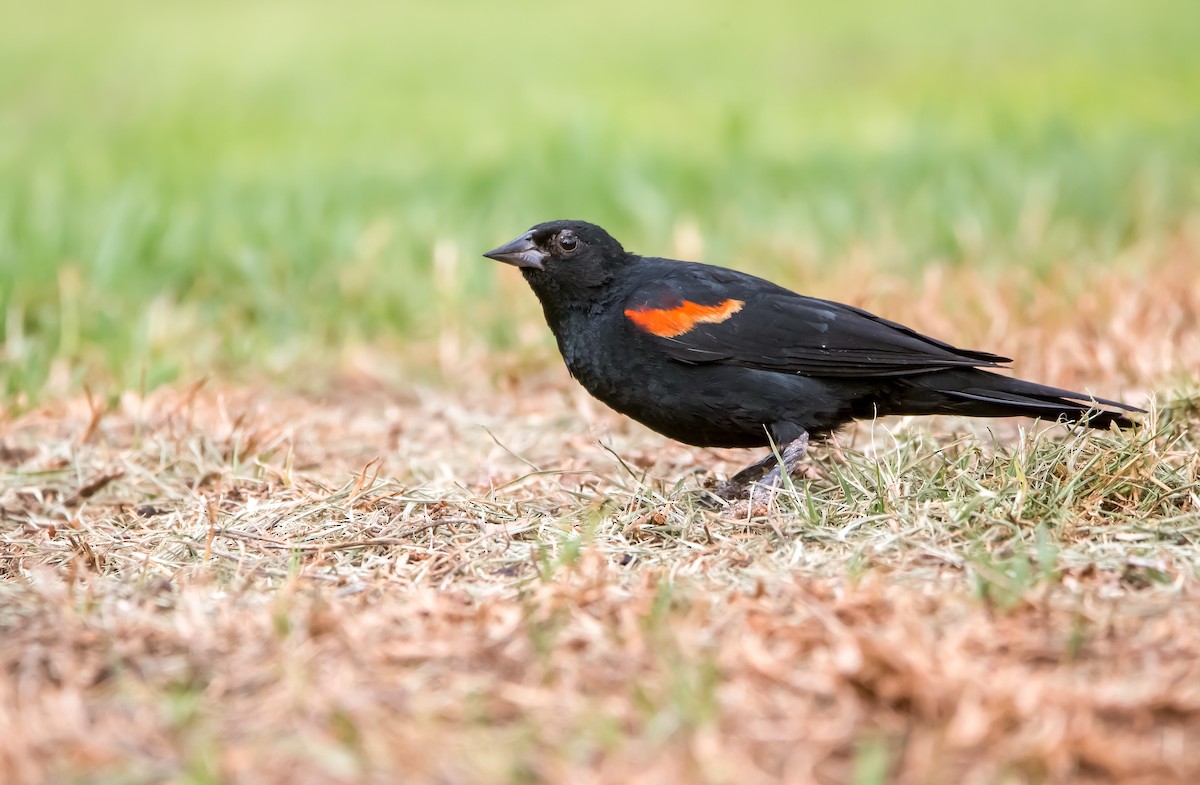 Red-winged Blackbird - Braxton Landsman