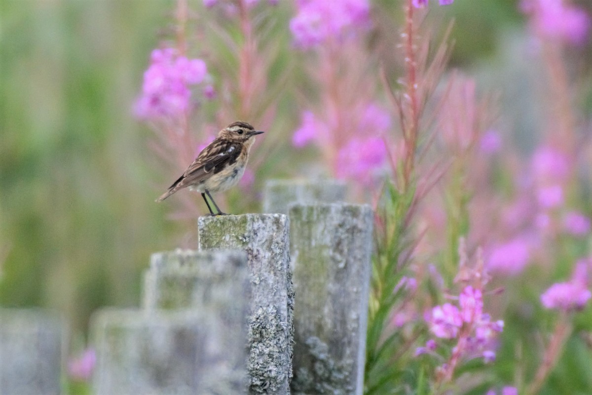 Whinchat - ML597602601