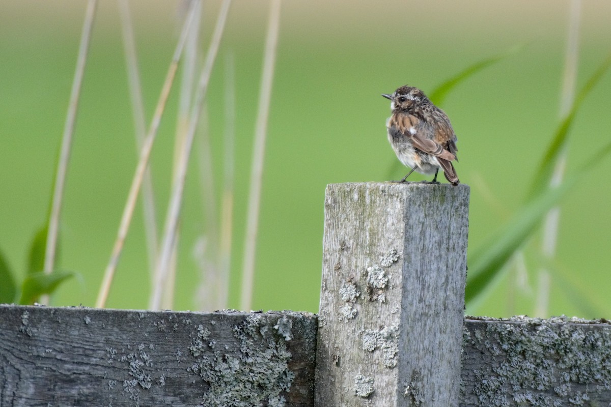 Whinchat - ML597602611