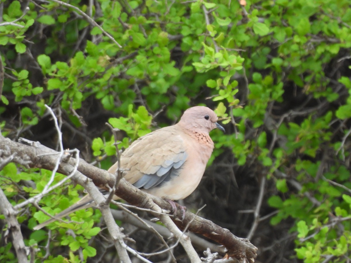 Laughing Dove - ML597604261