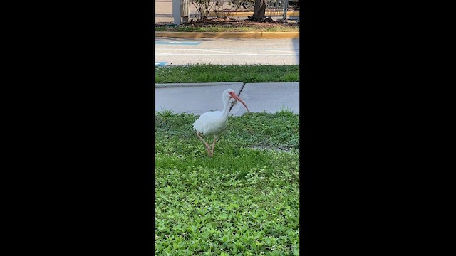 ibis bílý - ML597604781