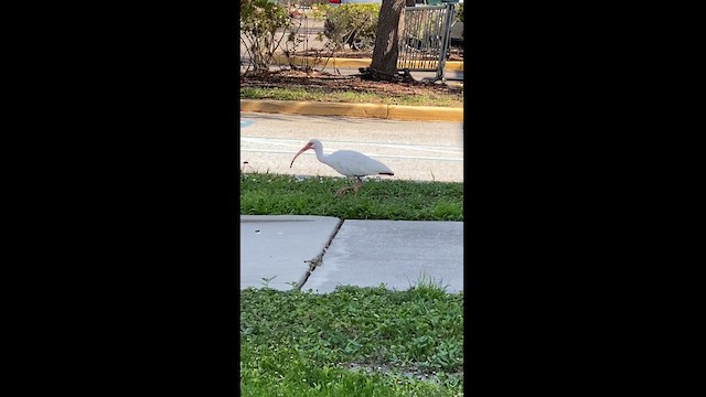 ibis bílý - ML597604791