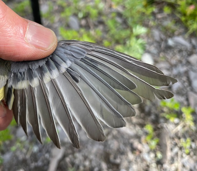 Great Tit undergoing Definitive Prebasic Molt (subspecies <em class="SciName notranslate">major</em>). - Great Tit (Great) - 