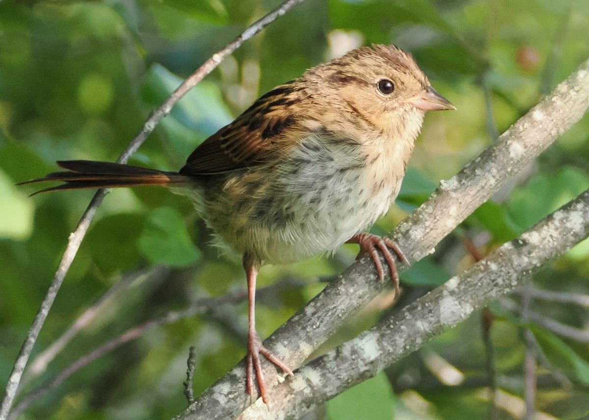 Swamp Sparrow - ML597606011