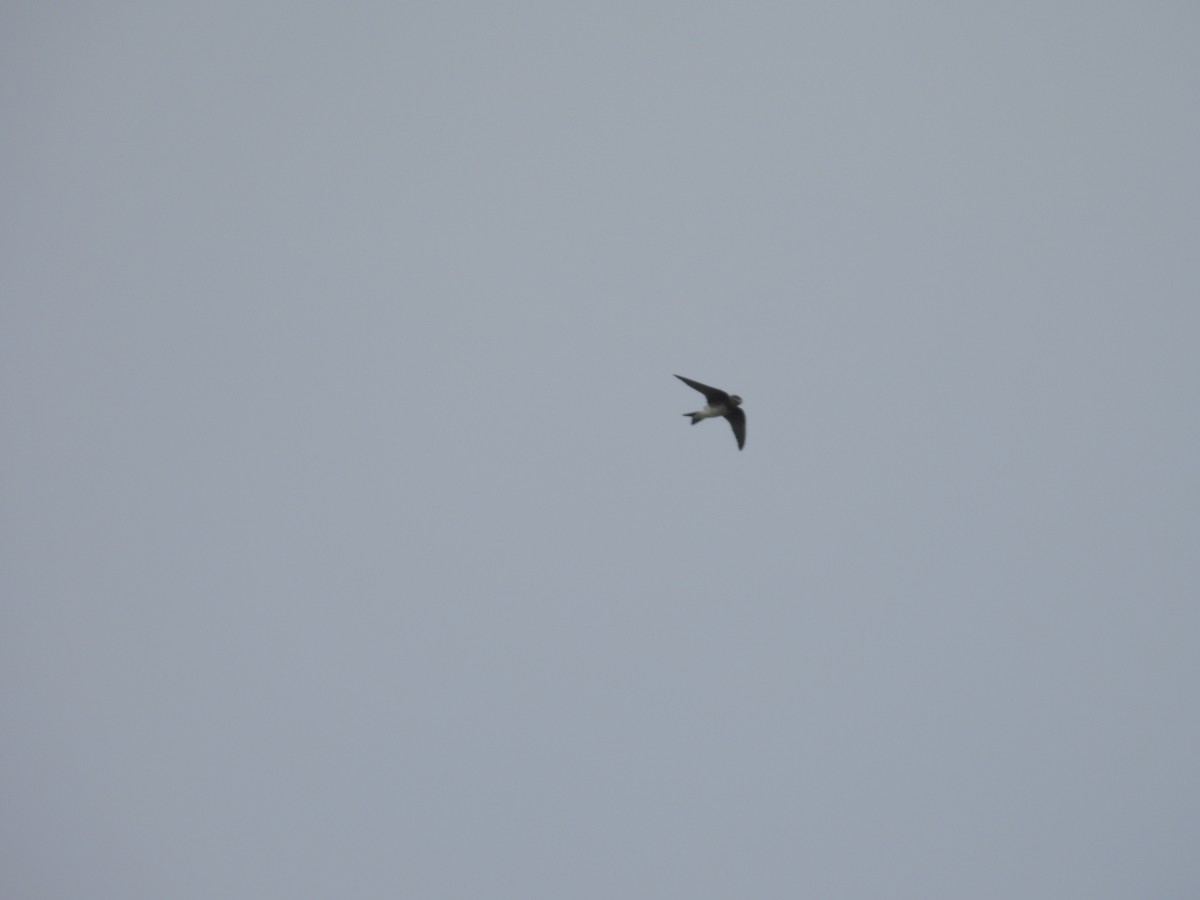 Caribbean Martin - ML597612381