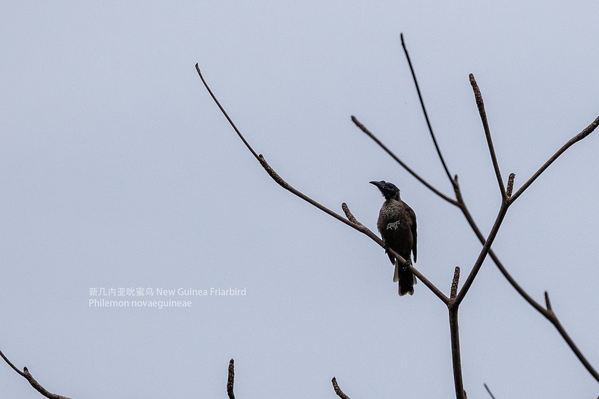 Helmeted Friarbird (New Guinea) - ML597614601