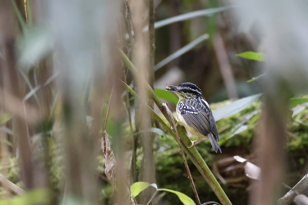 Yellow-breasted Warbling-Antbird - ML597616641