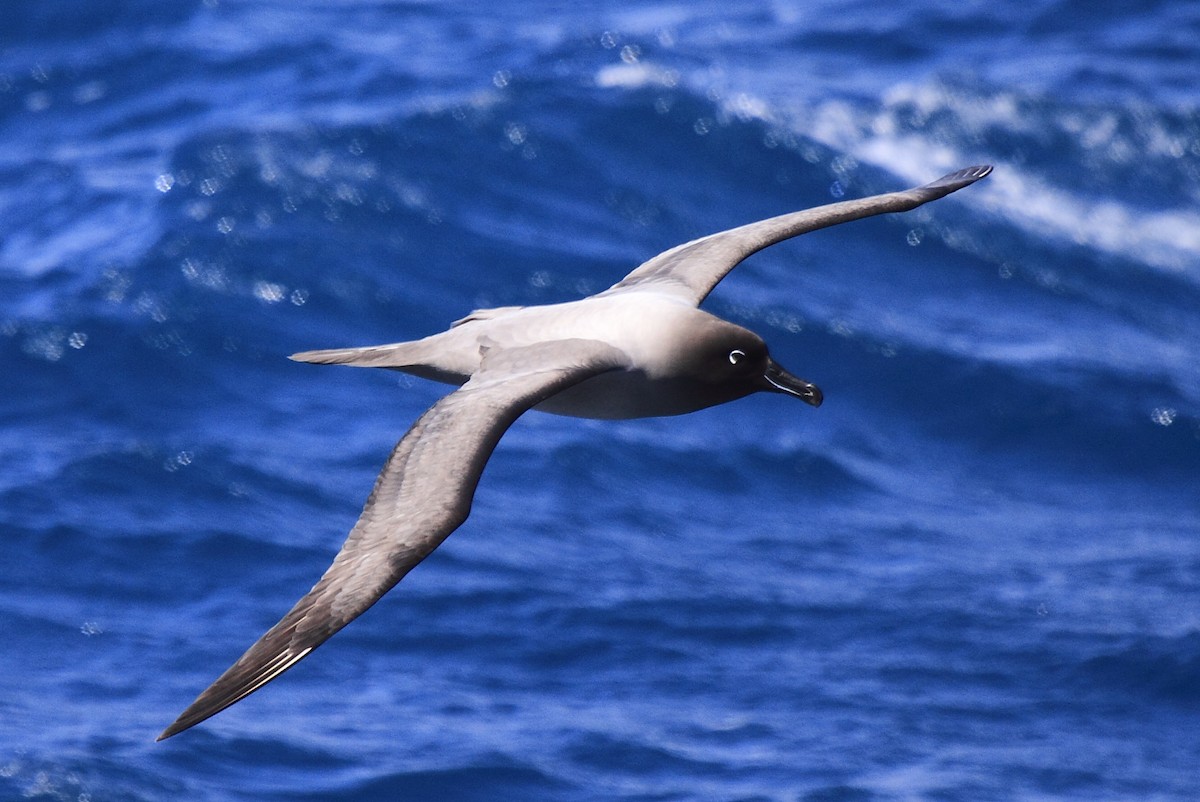 Light-mantled Albatross - Fabio Olmos