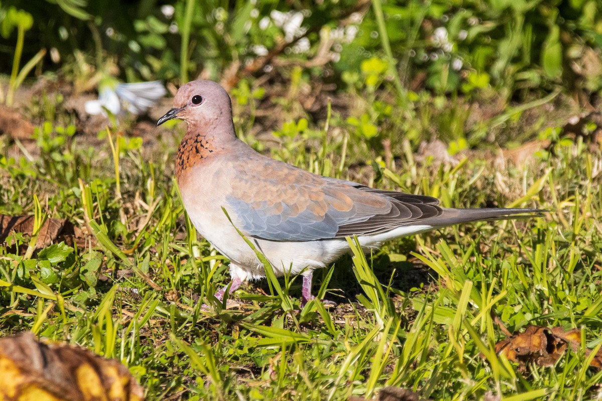 Laughing Dove - ML597622841